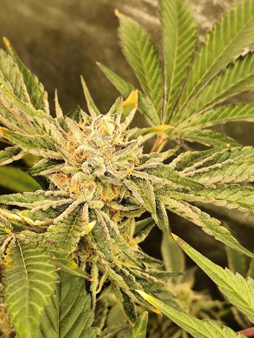 Phenohunting N1/2026 LCG x Vitamin Z. Week 14
