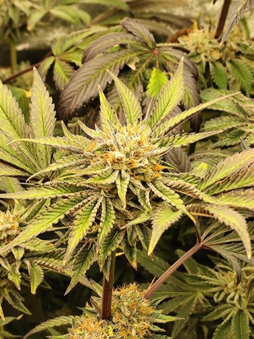 Phenohunting N1/2026 LCG x Vitamin Z. Week 14