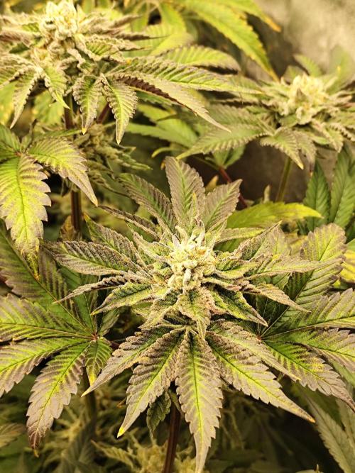 Phenohunting N1/2026 LCG x Vitamin Z. Week 14