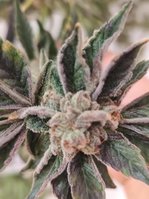 Phenohunting N1/2026 LCG x Vitamin Z. Week 15