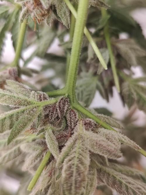 Phenohunting N1/2026 LCG x Vitamin Z. Week 15