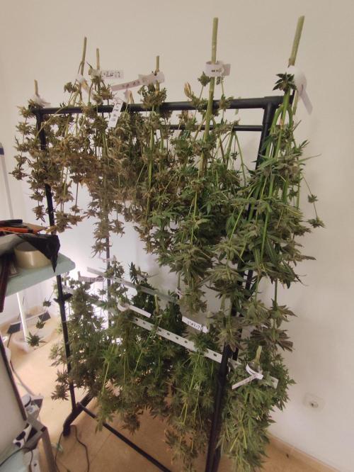 Phenohunting N1/2026 LCG x Vitamin Z. Week 15