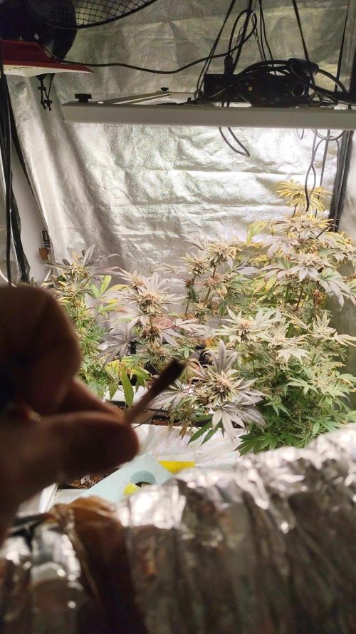 Phenohunting N1/2026 LCG x Vitamin Z. Week 15