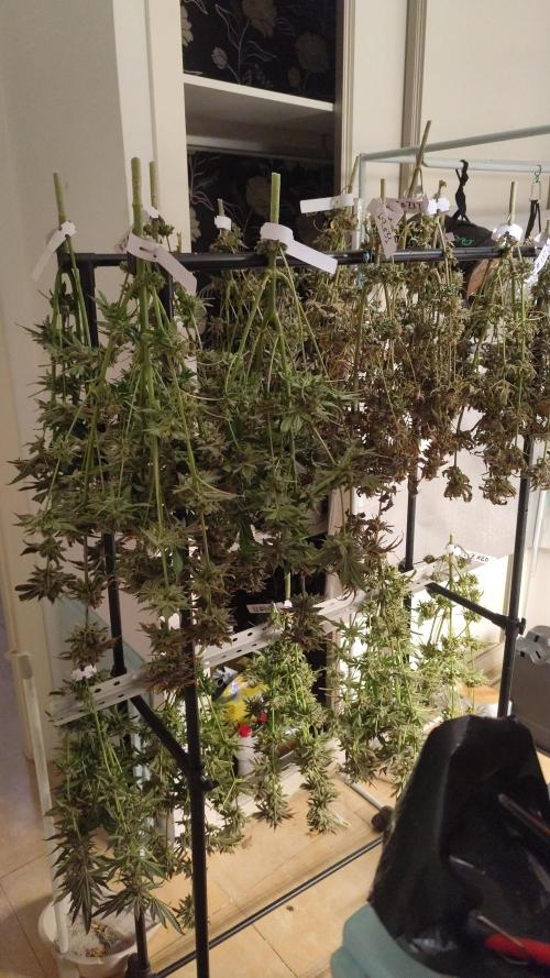 Phenohunting N1/2026 LCG x Vitamin Z. Week 15