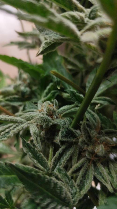 Phenohunting N1/2026 LCG x Vitamin Z. Week 15