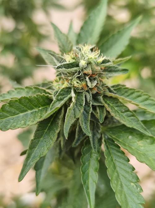 Outdoor mother plant. Week 5