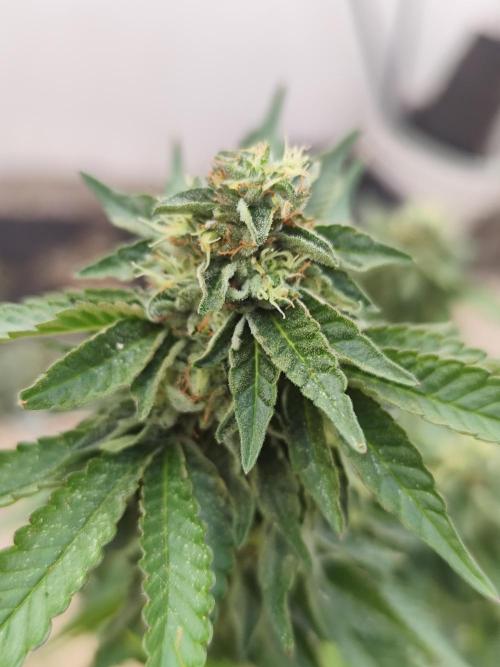Outdoor mother plant. Week 5