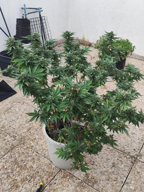 Outdoor mother plant. Week 5
