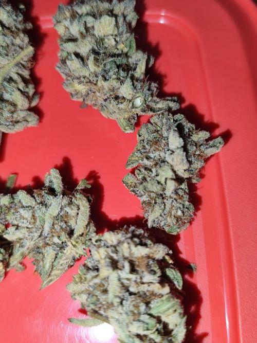 Phenohunting N1/2026 LCG x Vitamin Z. Week 15