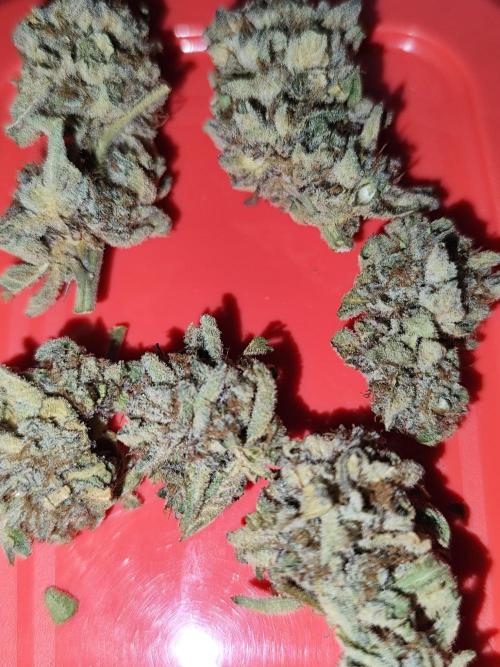 Phenohunting N1/2026 LCG x Vitamin Z. Week 15