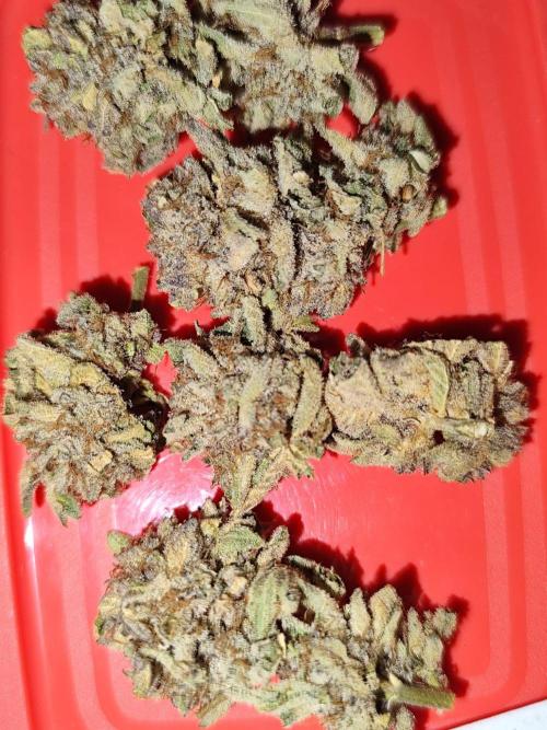 Phenohunting N1/2026 LCG x Vitamin Z. Week 15