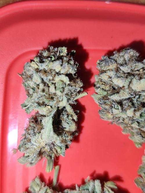 Phenohunting N1/2026 LCG x Vitamin Z. Week 15