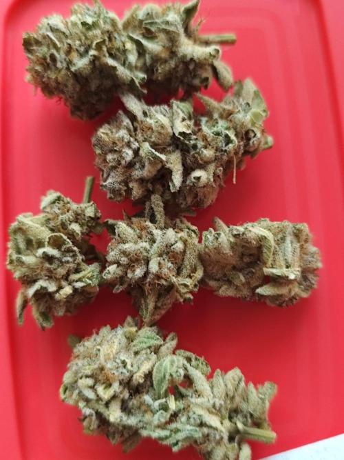 Phenohunting N1/2026 LCG x Vitamin Z. Week 15