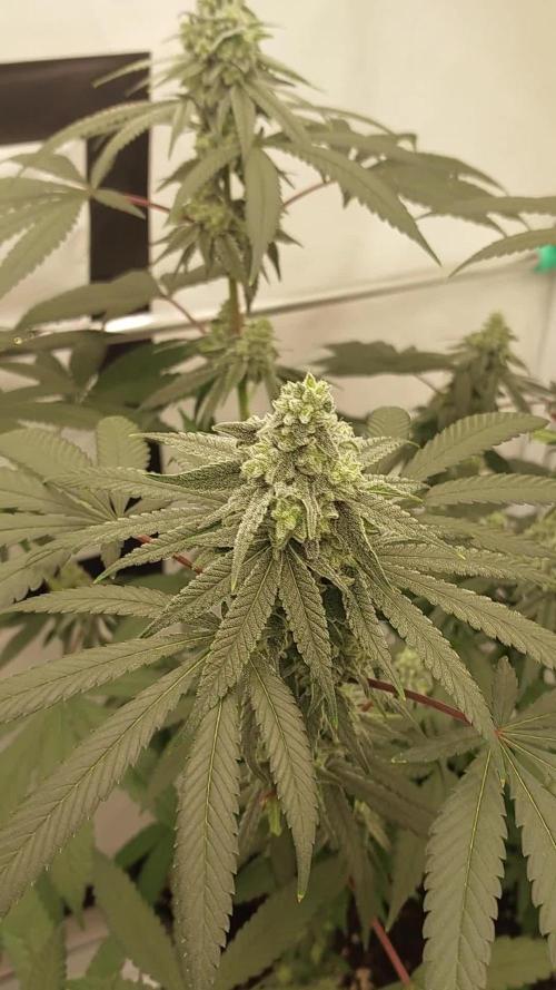 Stockers and Phenomenon