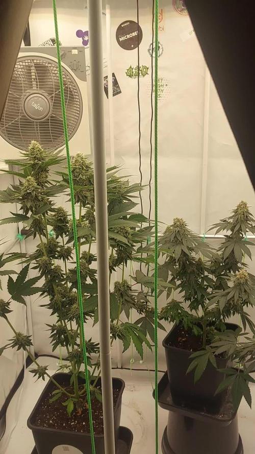 Stockers and Phenomenon