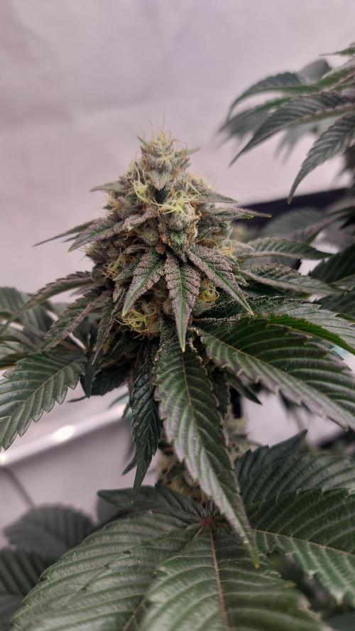 Hindu Z Valley from Phenomenon Genetics. Week 7