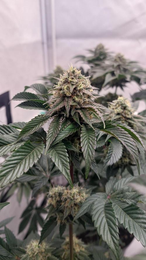 Hindu Z Valley from Phenomenon Genetics. Week 7