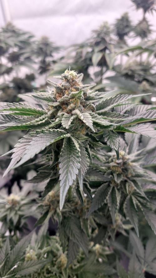 Hindu Z Valley from Phenomenon Genetics. Week 7