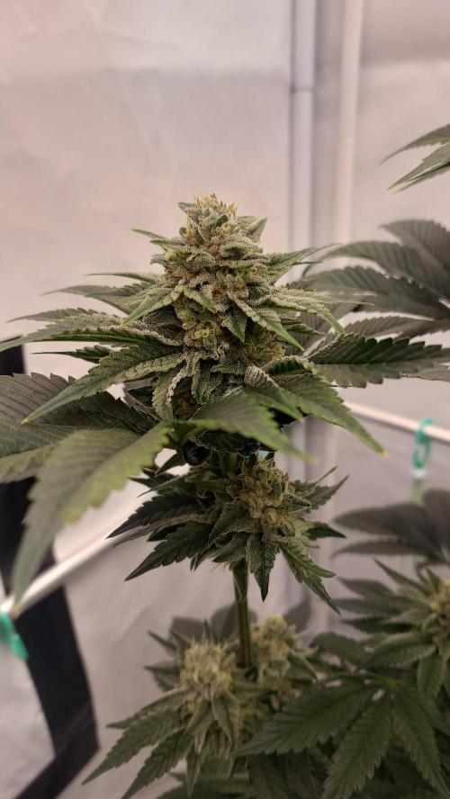 Hindu Z Valley from Phenomenon Genetics. Week 7