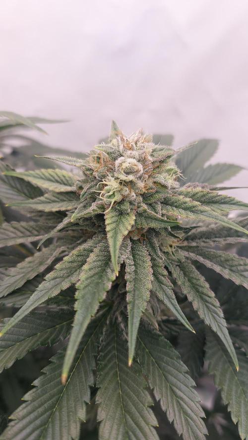 Hindu Z Valley from Phenomenon Genetics. Week 7