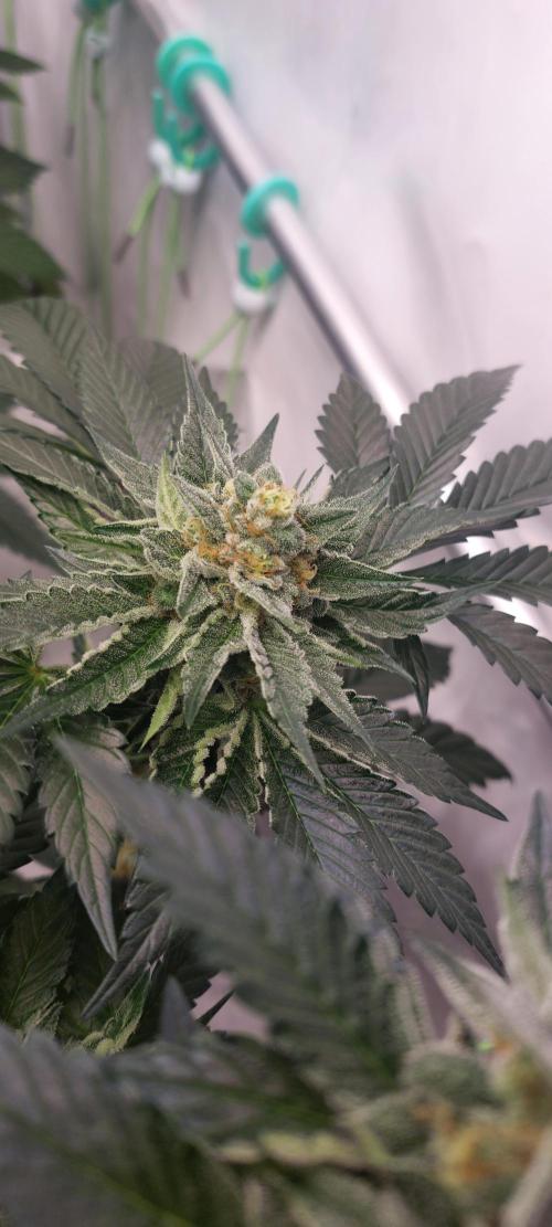 Hindu Z Valley from Phenomenon Genetics. Week 7