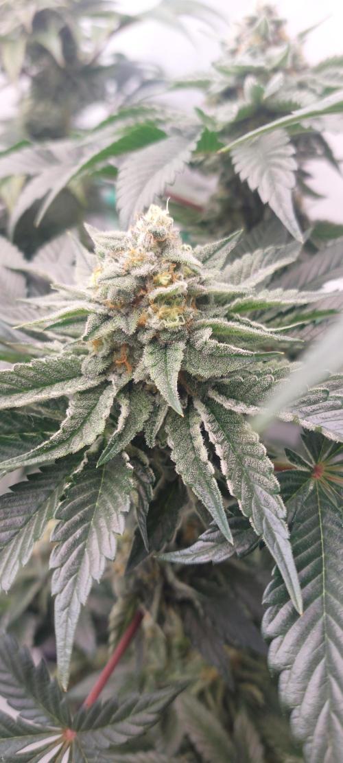 Hindu Z Valley from Phenomenon Genetics. Week 7