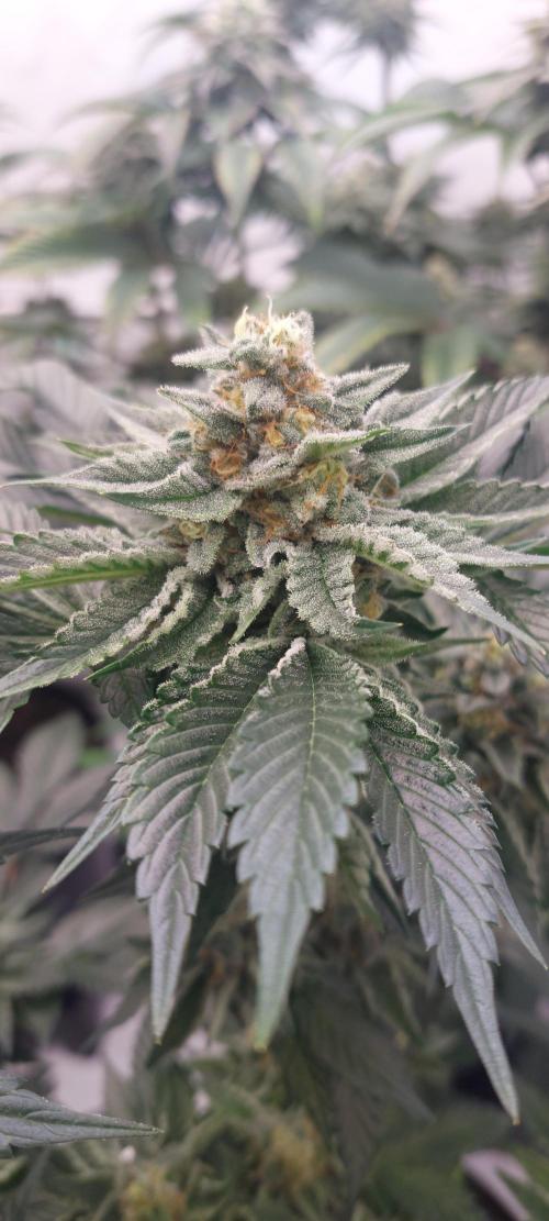 Hindu Z Valley from Phenomenon Genetics. Week 7