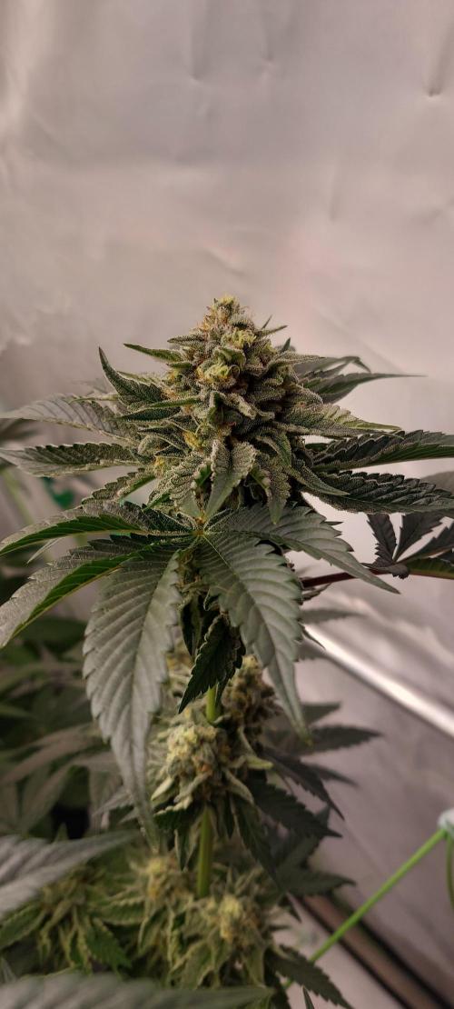 Hindu Z Valley from Phenomenon Genetics. Week 7