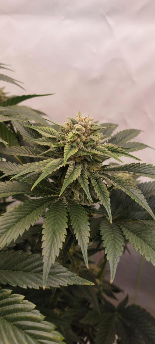 Hindu Z Valley from Phenomenon Genetics. Week 7