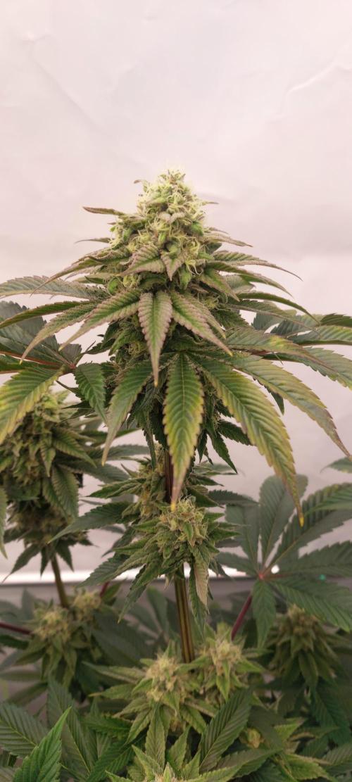 Hindu Z Valley from Phenomenon Genetics. Week 7