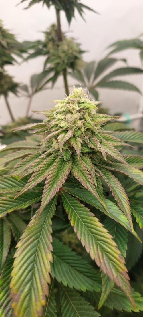 Hindu Z Valley from Phenomenon Genetics. Week 7