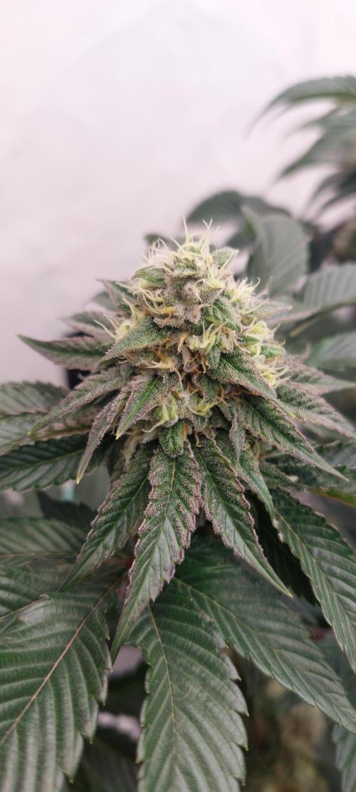 Hindu Z Valley from Phenomenon Genetics. Week 7