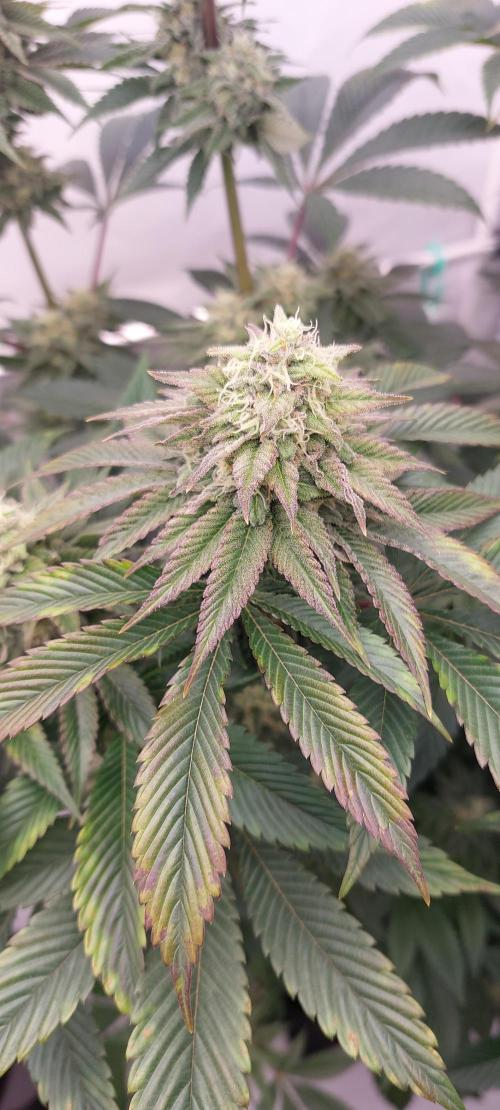 Hindu Z Valley from Phenomenon Genetics. Week 7