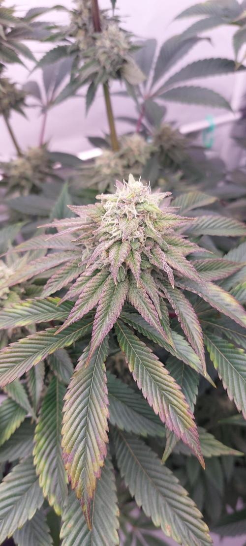 Hindu Z Valley from Phenomenon Genetics. Week 7