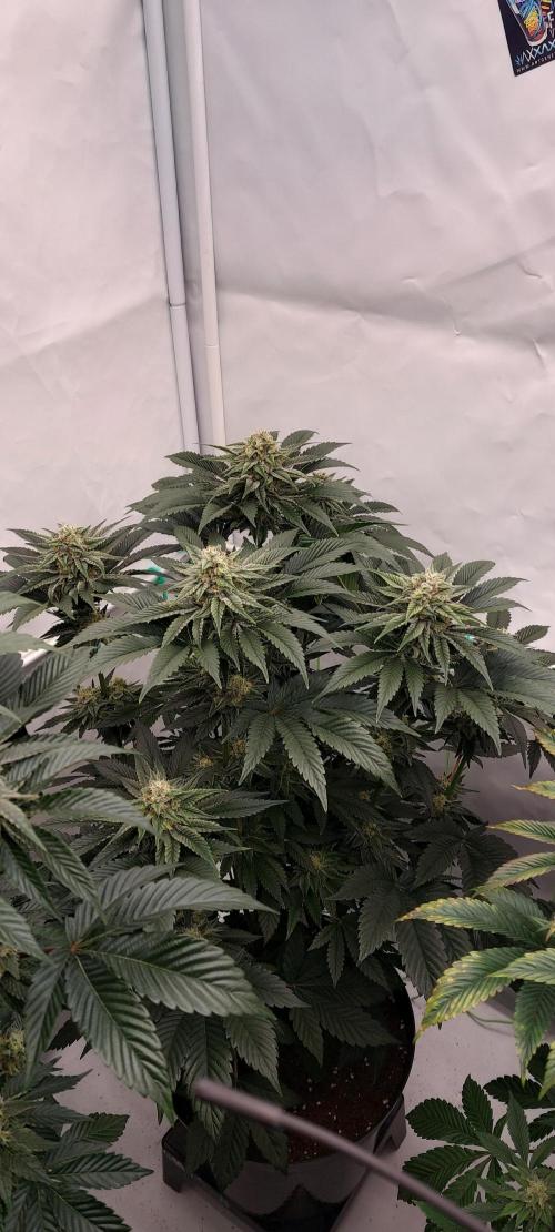 Hindu Z Valley from Phenomenon Genetics. Week 7