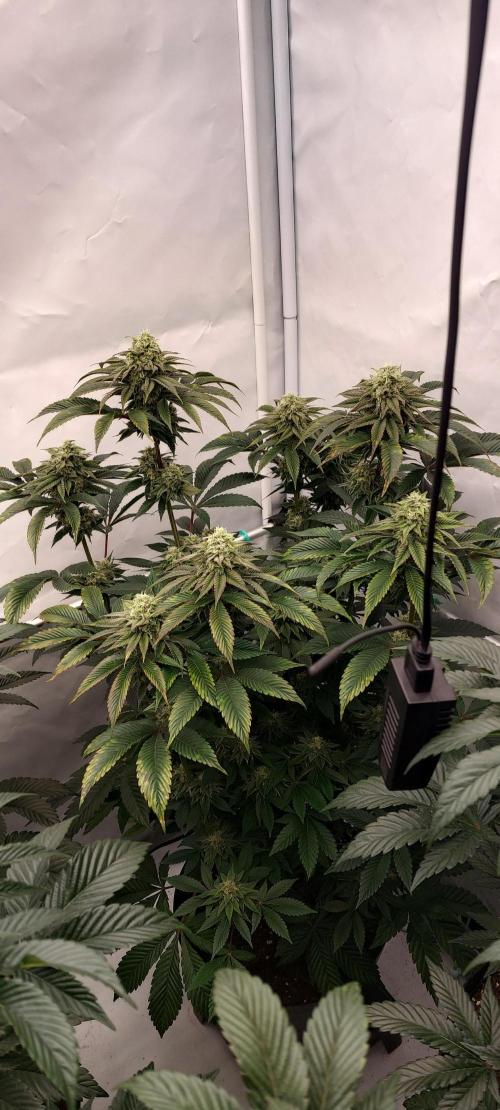 Hindu Z Valley from Phenomenon Genetics. Week 7