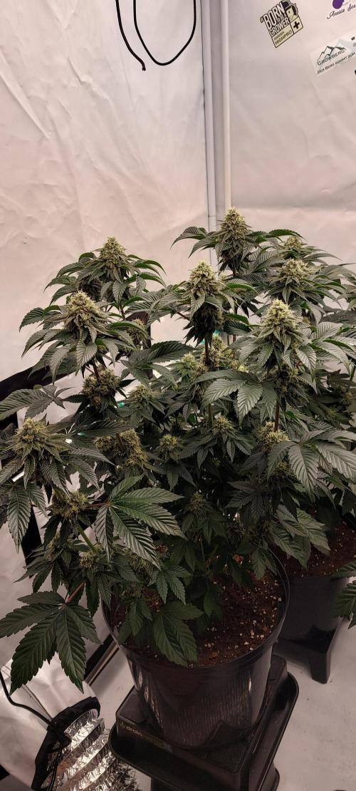 Hindu Z Valley from Phenomenon Genetics. Week 7