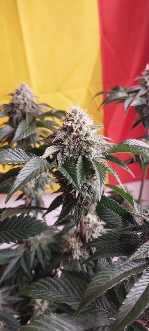 Hindu Z Valley from Phenomenon Genetics. Week 7