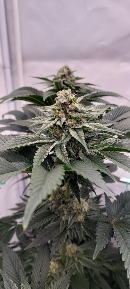 Hindu Z Valley from Phenomenon Genetics. Week 7