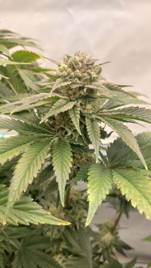 Hindu Z Valley from Phenomenon Genetics. Week 8