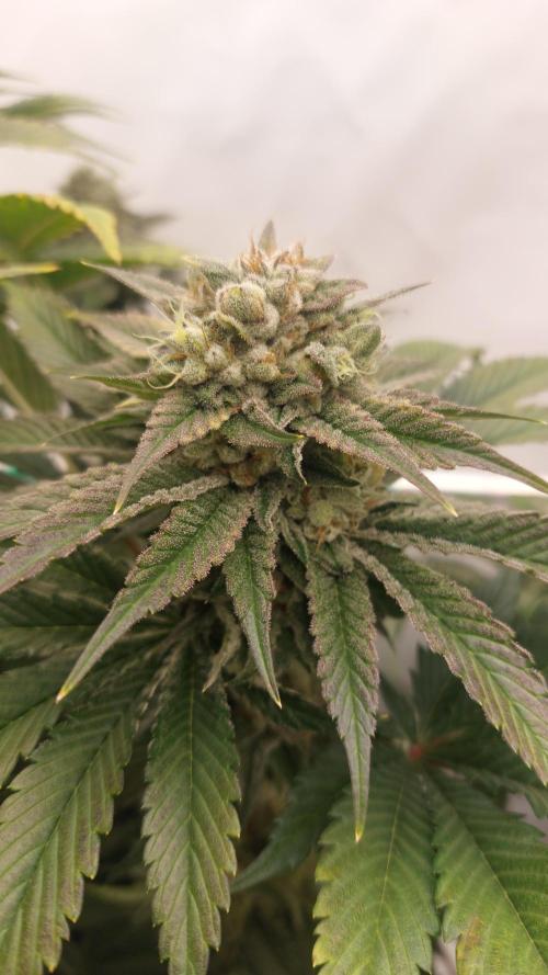 Hindu Z Valley from Phenomenon Genetics. Week 8