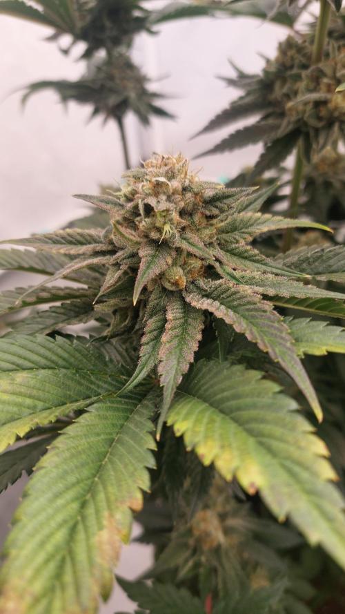 Hindu Z Valley from Phenomenon Genetics. Week 8