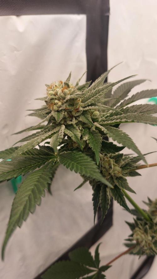 Hindu Z Valley from Phenomenon Genetics. Week 8