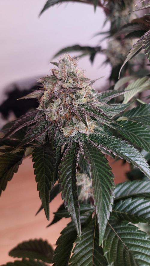 Hindu Z Valley from Phenomenon Genetics. Week 8