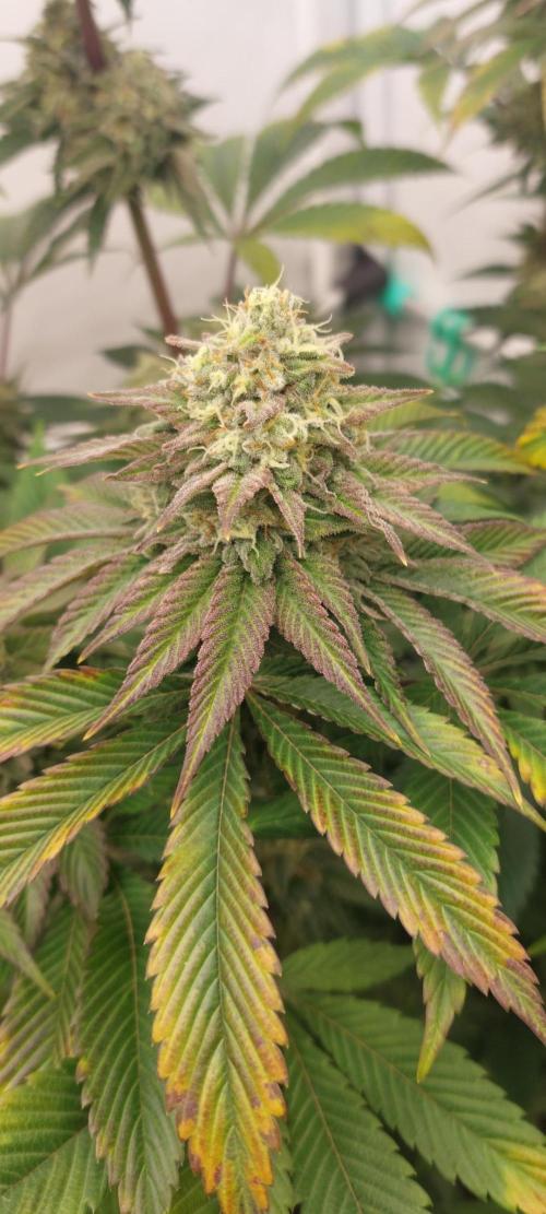 Hindu Z Valley from Phenomenon Genetics. Week 8