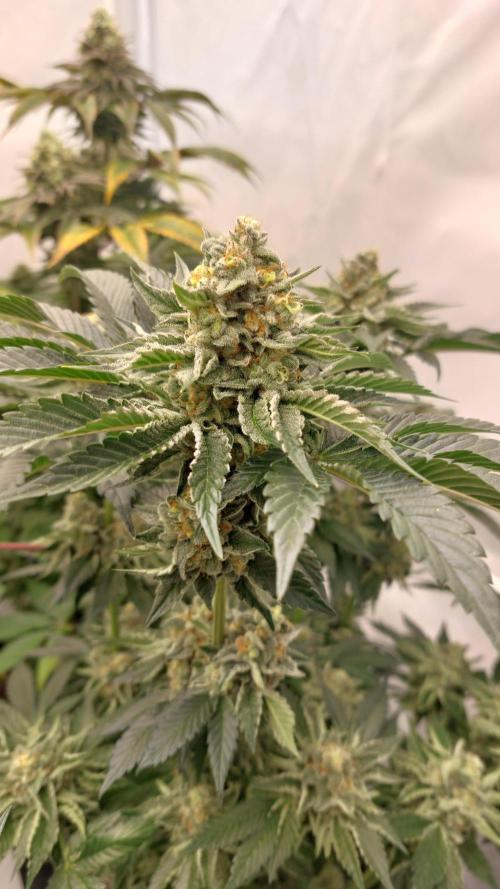 Hindu Z Valley from Phenomenon Genetics. Week 8