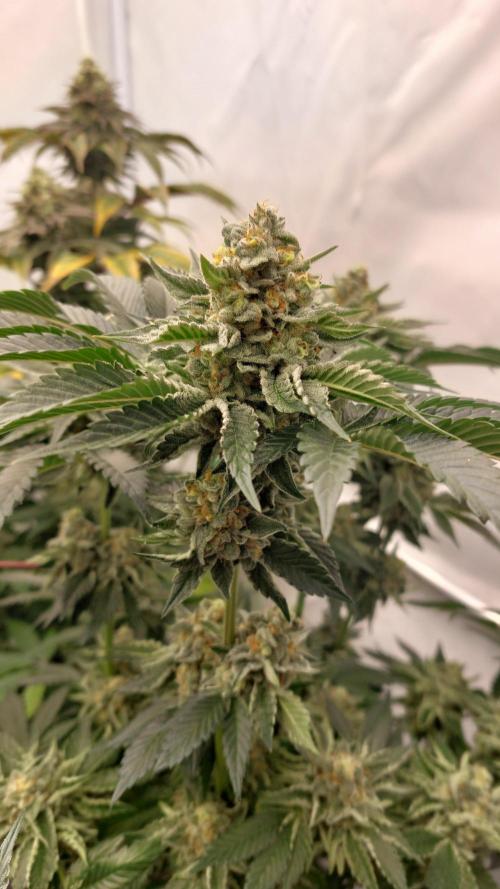 Hindu Z Valley from Phenomenon Genetics. Week 8