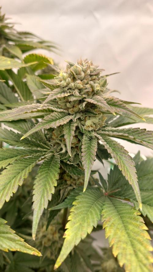 Hindu Z Valley from Phenomenon Genetics. Week 8