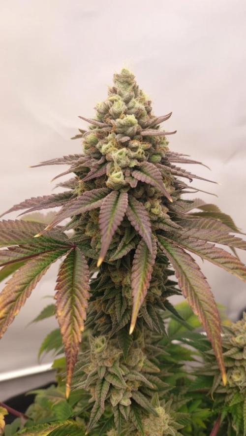 Hindu Z Valley from Phenomenon Genetics. Week 8