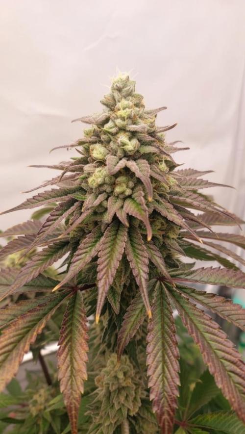 Hindu Z Valley from Phenomenon Genetics. Week 8